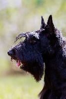 Étalon Scottish Terrier - invisible touch Black wizard