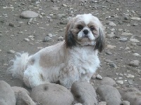 Odin des brumes d'aurore