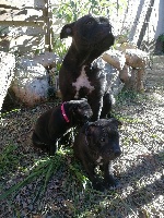 Étalon Staffordshire Bull Terrier - Staffy' my star missi's (Sans Affixe)