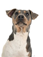 Étalon Terrier Bresilien - Pookie du royaume des hauts de Nimes