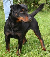 Étalon Terrier de chasse allemand - Frida du bois de grosliere