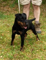 Étalon Terrier de chasse allemand - CH. Gaston De ladelazolle