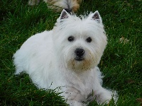 Étalon West Highland White Terrier - Orphée Du moulin de labatut
