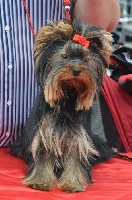 Étalon Yorkshire Terrier - Princess leïa organa (Sans Affixe)