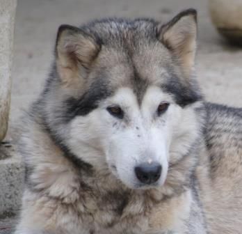 Chinook little wolf