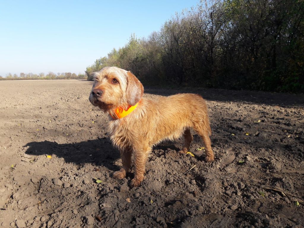 Publication : Von Der Kalksburgerhöh 