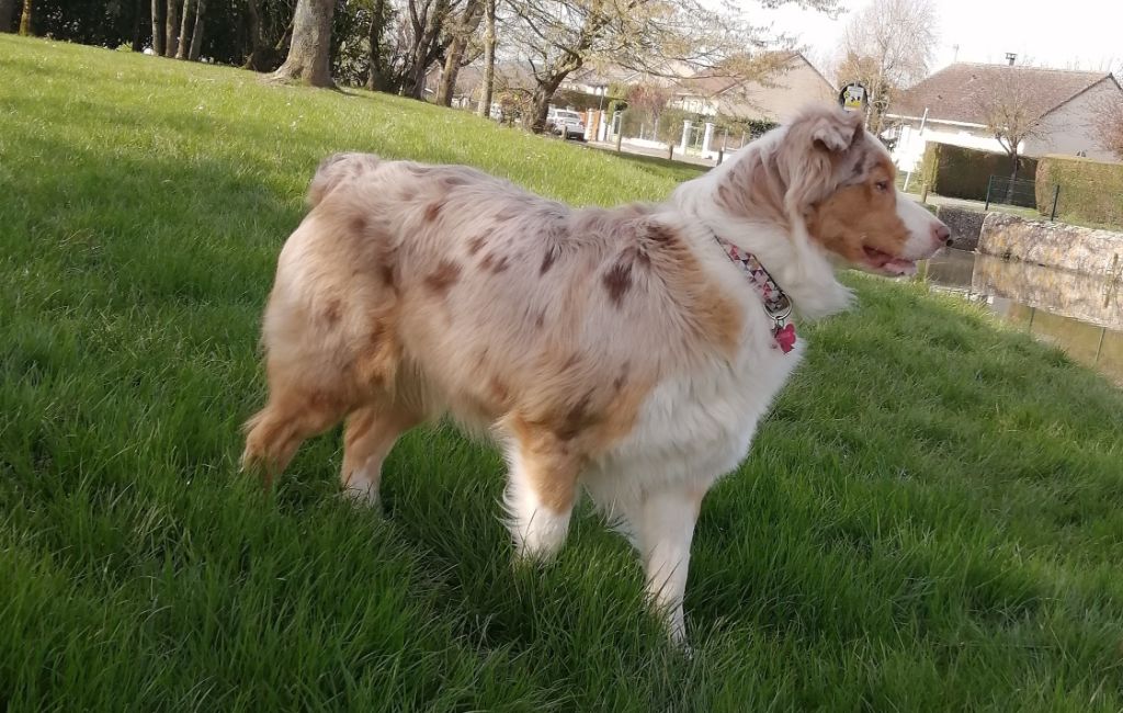 Publication : De La Tasmanie Sauvage