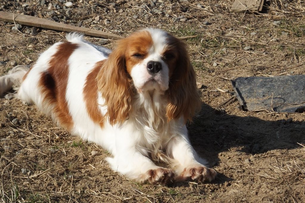 Publication : Du Chalet De La Nuit étoilée 