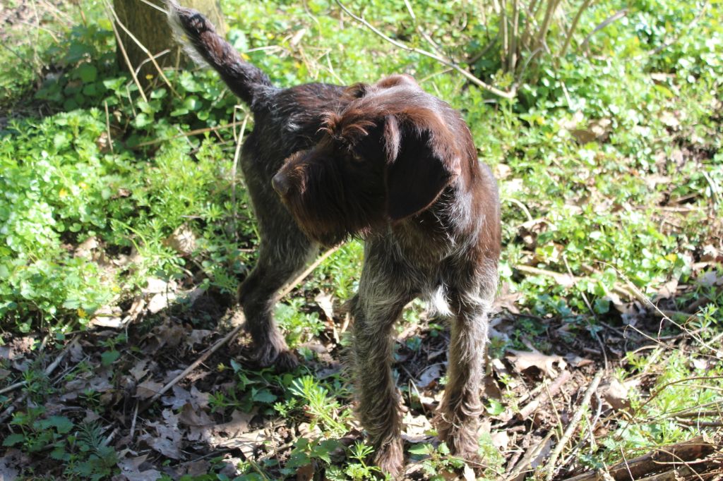 Publication : du clos Picavet Auteur : Raphaël MONCHY