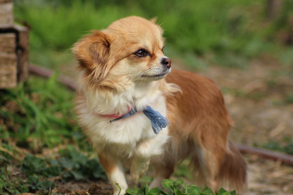 Publication : Dollhouse Auteur : lefebvre pierrette