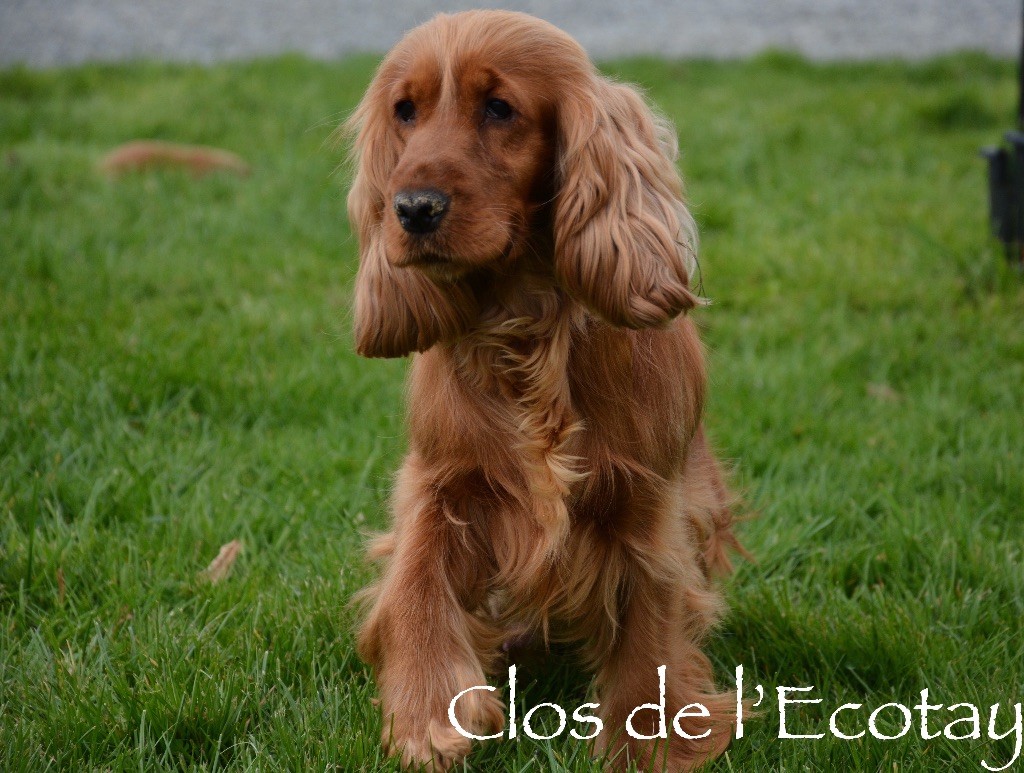 Publication : Du Clos De L'Ecotay Auteur : clos de l'Ecotay