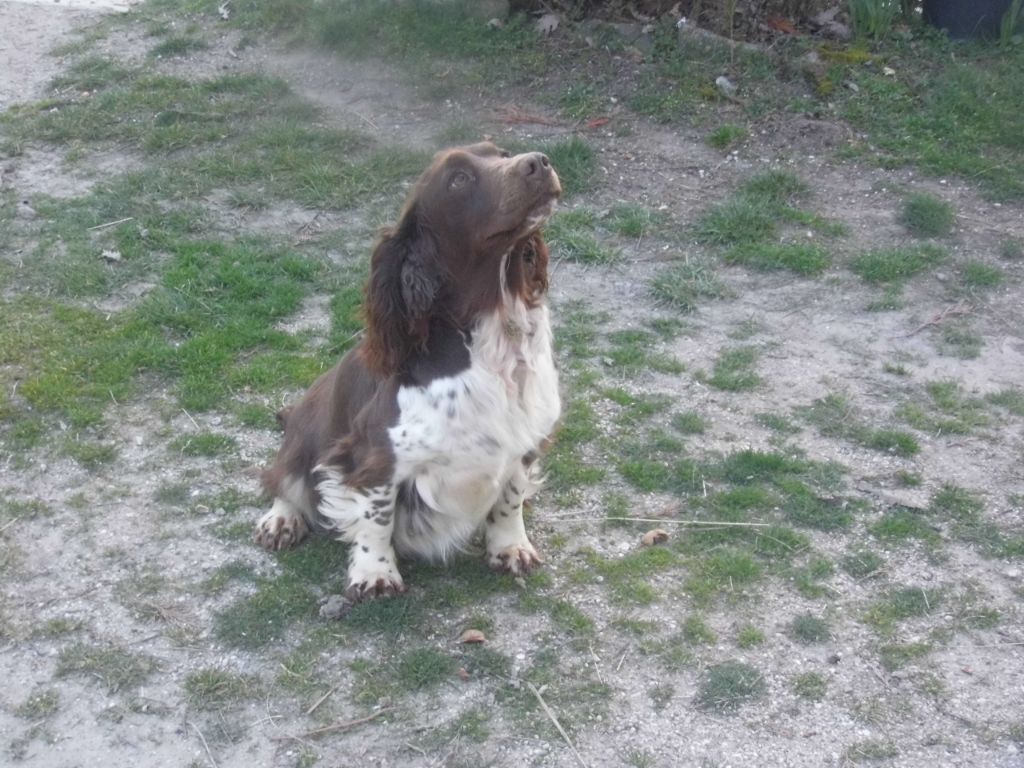 Publication : Du Val De Larcis Auteur : Du Val de Larcis