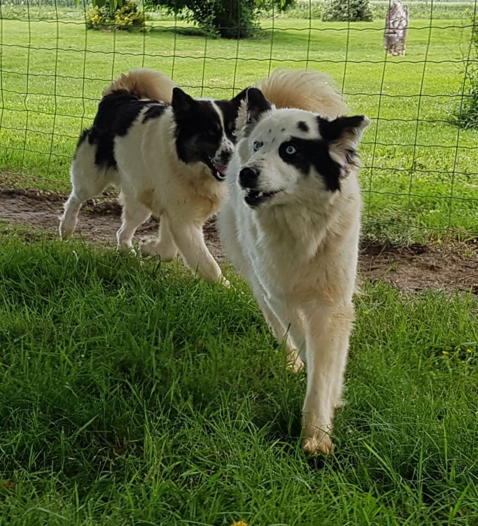 Publication : Des marais de courmont Auteur : pat