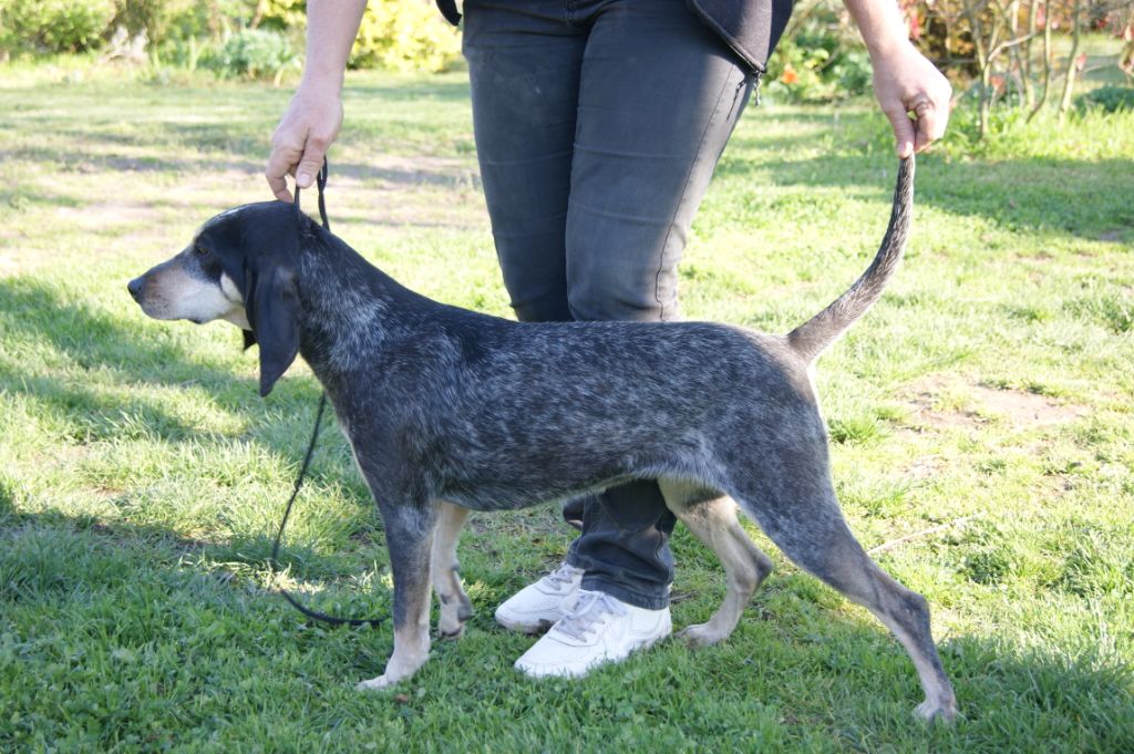 Publication : De La Croix Des Bruyeres 