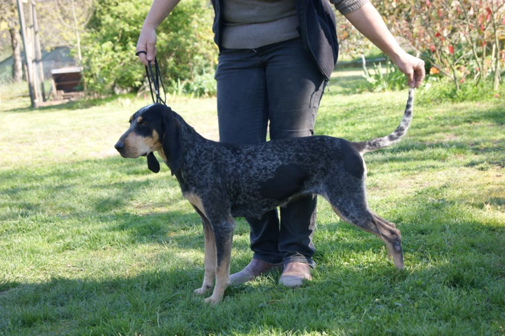 Publication : De La Croix Des Bruyeres 