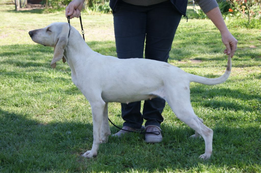 Orphee (Sans Affixe)