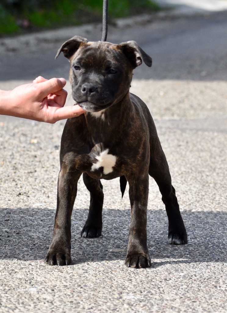 Publication : Skillstaff Auteur : Peach 3 mois 