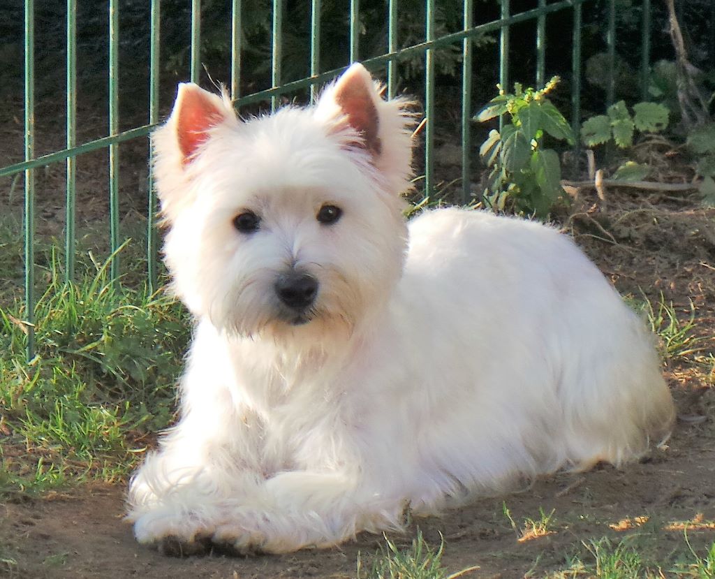 Publication : Du domaine d'alexan Auteur : DDA