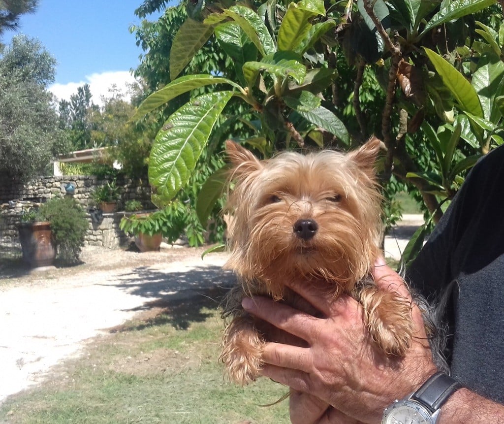 Publication : du bois de Mirapied