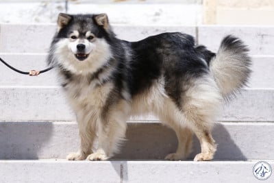 Étalon Chien finnois de Laponie - Aegirsson O'schatzala dit katniss