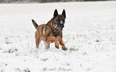 Étalon Berger Belge - Pink von sempach station