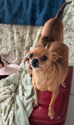 Étalon Russkiy Toy (Petit Chien Russe) - CH. Ulferiya umnitsa razumnitsa