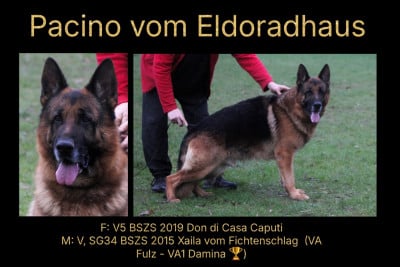 Étalon Berger Allemand - Pacino Vom Eldoradhaus