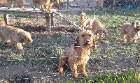 Étalon Basset fauve de Bretagne - Narval Du Rallye Du Chailloux