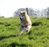 Étalon Alaskan Malamute - Prienka (Sans Affixe)