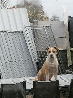 Étalon American Staffordshire Terrier - Pepito mi corazon De La Terra De Diaz