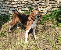 Étalon Beagle-Harrier - Lisbonne de l'écho de soulije