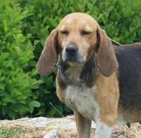 Étalon Beagle-Harrier - Lisa de la chaume à tous vents