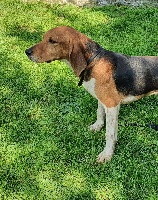 Étalon Beagle-Harrier - Nixon de la chaume à tous vents