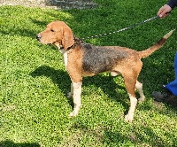 Étalon Beagle-Harrier - Odin De la riviere aux filles