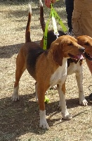 Étalon Beagle-Harrier - Major de la chaume à tous vents