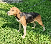 Étalon Beagle-Harrier - Iroise de la chaume à tous vents