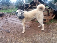 Étalon Berger Kangal - Posey karmah de la Forêt des Quatre Seigneurs