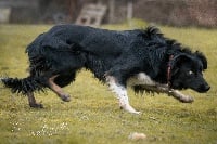 Étalon Border Collie - On des Crocs de Provence