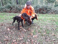 Étalon Braque allemand à poil court - Shelby du Clos de Reve d'Or