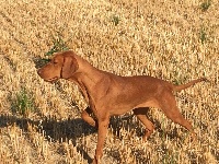 Étalon Braque hongrois à poil court (Vizsla) - TR. Nimba du clos de la Baudeliere