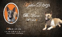 Étalon Bull Terrier Miniature - Nikita Mythic Dogs