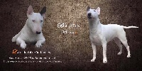 Étalon Bull Terrier Miniature - Laika Du Val De Serbonnes