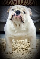 Étalon Bulldog Anglais - onahia del atlante Usher