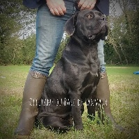 Étalon Cane Corso - Occitane du parc de lanvaux