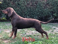 Étalon Chien Courant Polonais - CH. Delta lesny amok