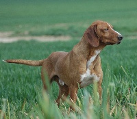 Étalon Chien courant de la vallee de la Save - CH. Alli (Sans Affixe)