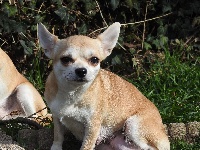 Étalon Chihuahua - Ornella muti De Plessibelliere