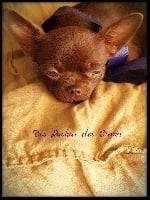 Étalon Chihuahua - O'stella des ptits dragons de cupidon