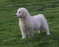 Étalon Golden Retriever - Pom pom girl of Lady Hattaway