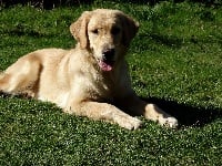 Étalon Golden Retriever - Poppy love Since Always And For Eternity